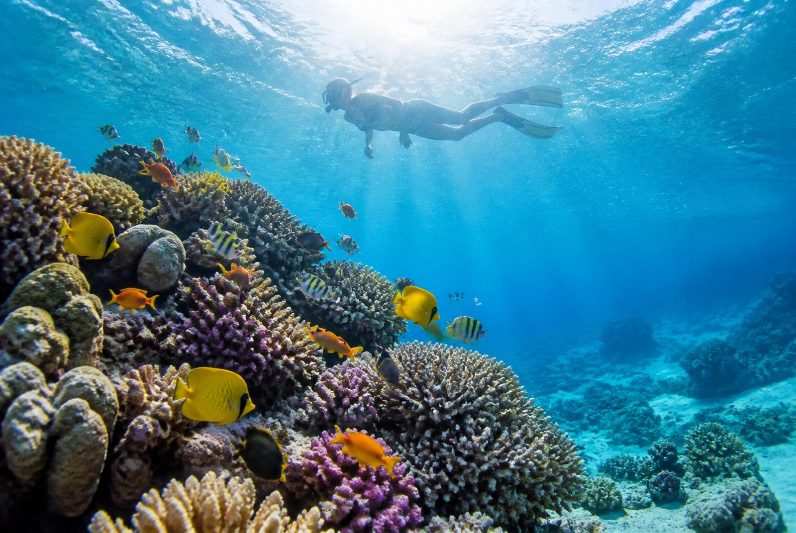 Snorkeling over a Red Sea coral reef in Hurghada